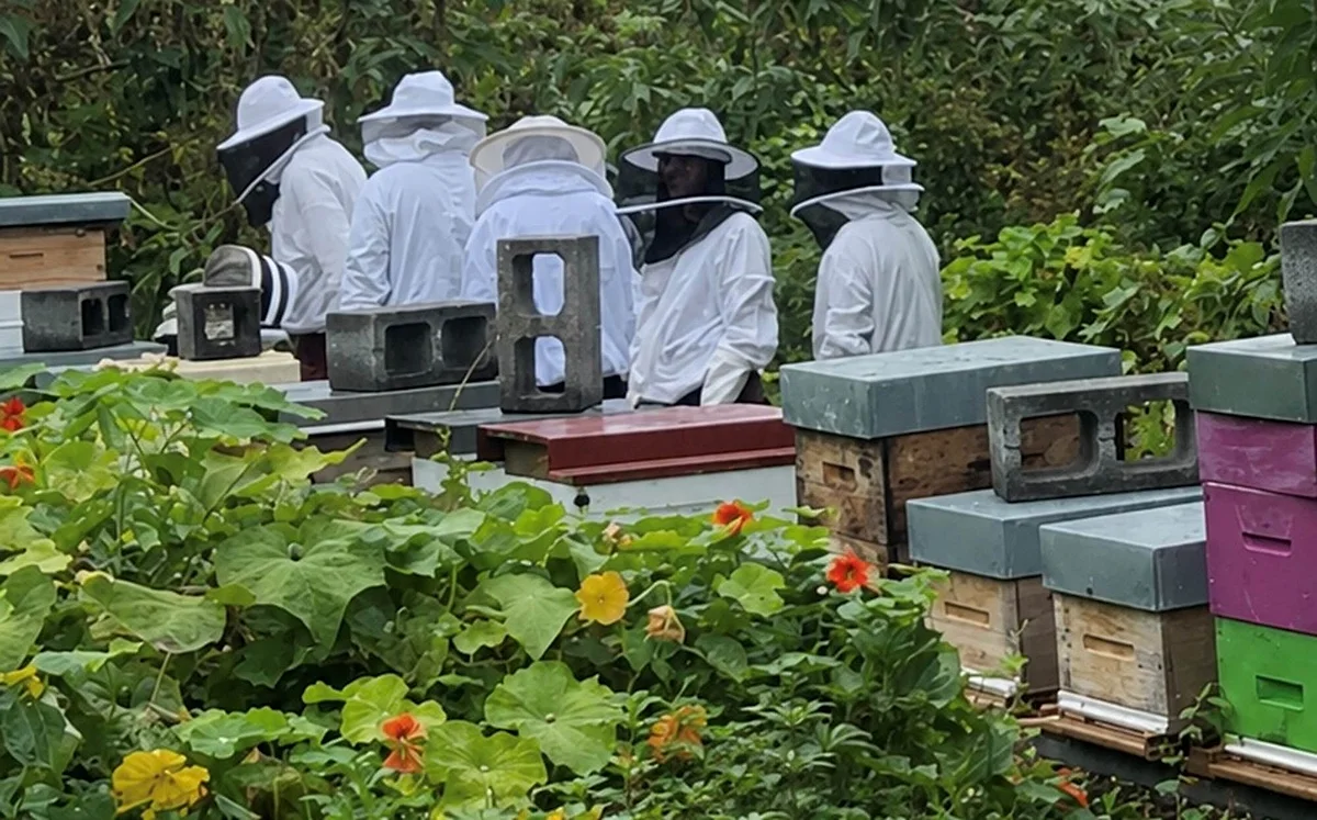 Les ruches de l'apiculteur dans la verdure des Makes